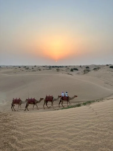 A camel caravan crossing sand dunes at sunset